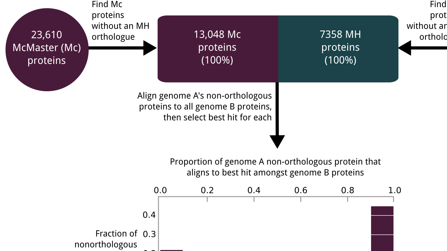 One species, two genomes: A critical assessment of inter isolate variation and identification of assembly incongruence in <em>Haemonchus contortus</em>