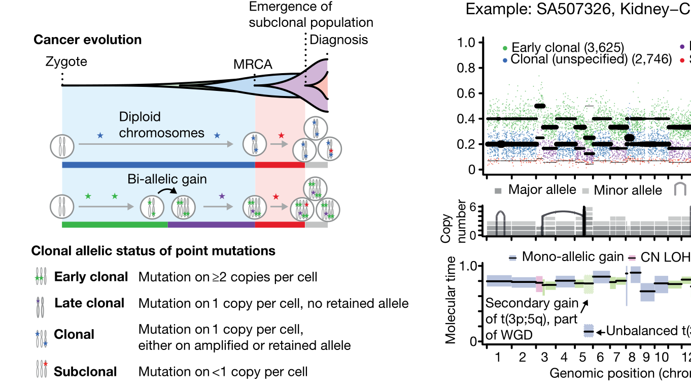 The evolutionary history of 2,658 cancers